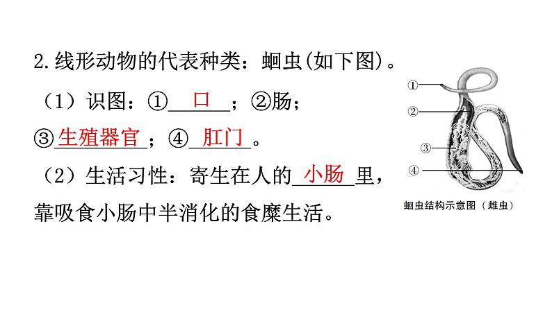 人教版八年级生物上册第五单元第一章第二节线形动物和环节动物教学课件第5页