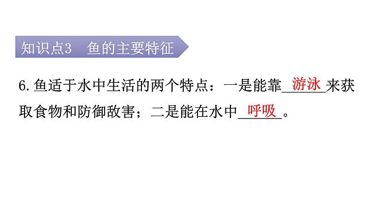 人教版八年级生物上册第五单元第一章第四节鱼教学课件07