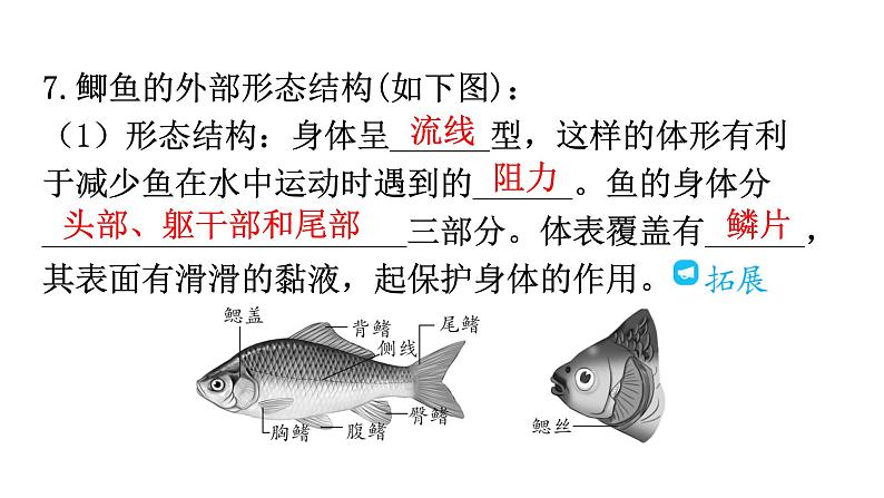 人教版八年级生物上册第五单元第一章第四节鱼教学课件08