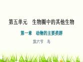 人教版八年级生物上册第五单元第一章第六节鸟教学课件