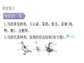 人教版八年级生物上册第五单元第一章第六节鸟教学课件