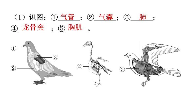 人教版八年级生物上册第五单元第一章第六节鸟教学课件第6页