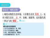 人教版八年级生物上册第五单元第一章第七节哺乳动物教学课件