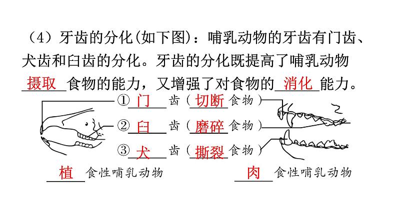 人教版八年级生物上册第五单元第一章第七节哺乳动物教学课件第7页