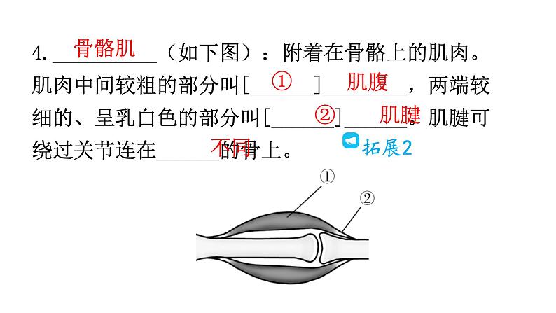 人教版八年级生物上册第五单元第二章第一节动物的运动教学课件08