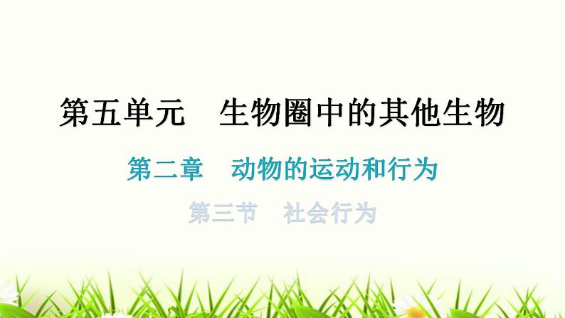 人教版八年级生物上册第五单元第二章第三节社会行为教学课件第1页