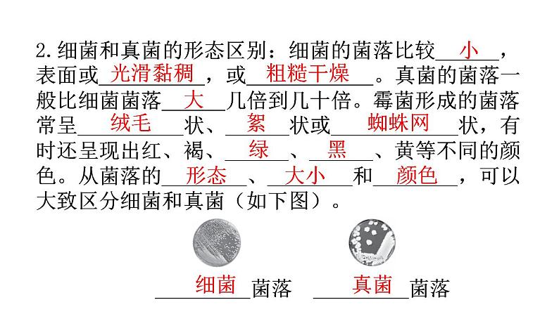 人教版八年级生物上册第五单元第四章第一节细菌和真菌的分布教学课件05