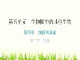 人教版八年级生物上册第五单元第四章第二节细菌教学课件