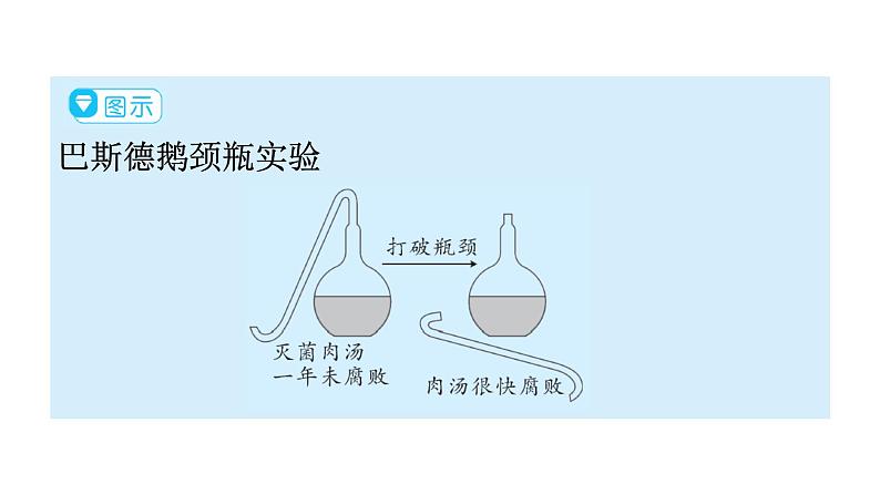 人教版八年级生物上册第五单元第四章第二节细菌教学课件第6页