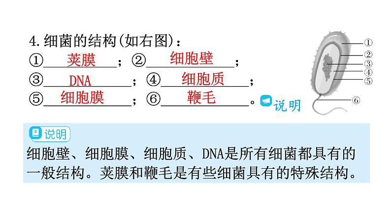 人教版八年级生物上册第五单元第四章第二节细菌教学课件第8页