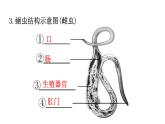 人教版八年级生物上册第五单元生物圈中的其他生物专项训练课件