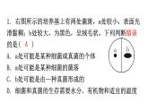 人教版八年级生物上册第五单元第四、第五章过关训练课件