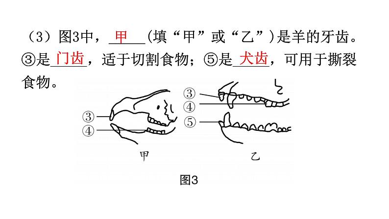 人教版八年级生物上册专项训练一读图理解课件第6页