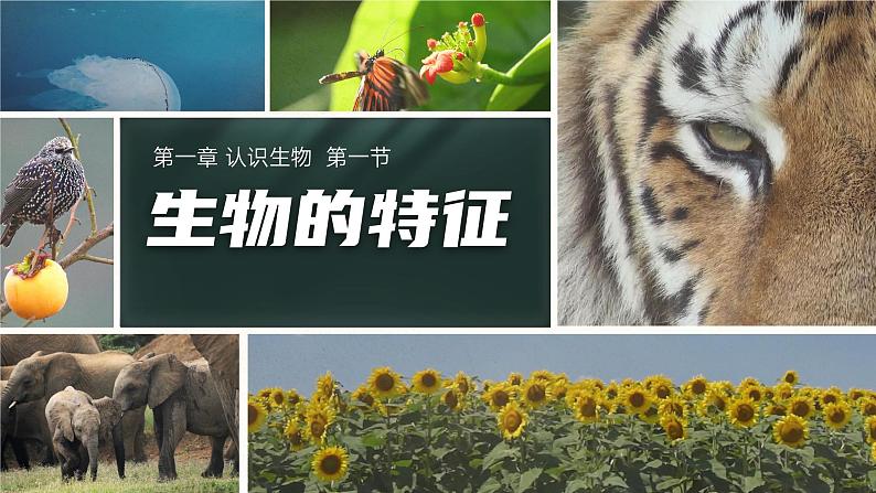 【升级重制】生物的特征-课件第1页