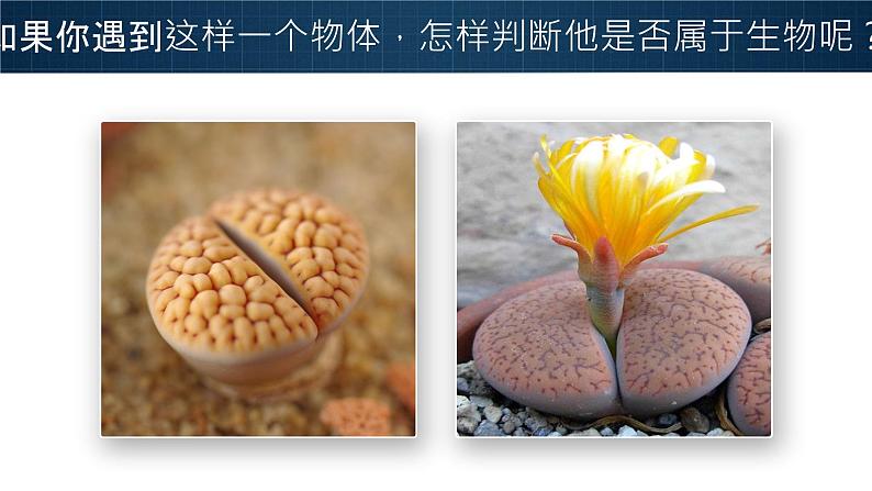 【升级重制】生物的特征-课件第8页