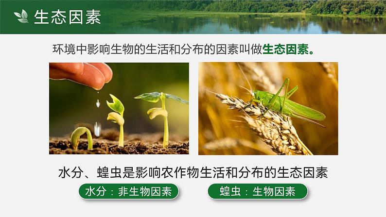【核心素养目标】1.2.1《生物与环境的关系》课件07