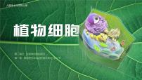 人教版 (新课标)七年级上册第二节 植物细胞公开课ppt课件