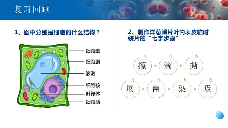 【核心素养目标】2.1.3《动物细胞》课件02