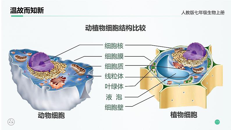 【核心素养目标】2.1.4《细胞的生活》课件02