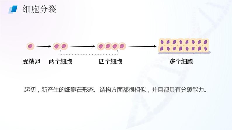 【核心素养目标】2.2.2《动物体的结构层次》课件06