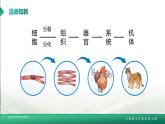 【核心素养目标】2.2.3《植物体的结构层次》课件