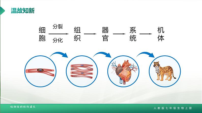 【核心素养目标】2.2.3《植物体的结构层次》课件02