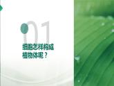 【核心素养目标】2.2.3《植物体的结构层次》课件