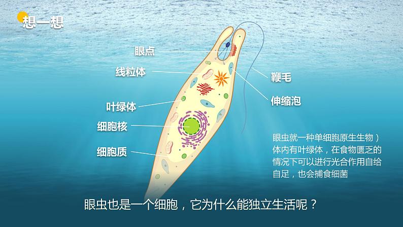 【核心素养目标】2.2.4《单细胞生物》课件06