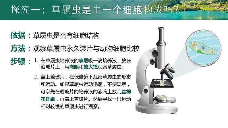 【核心素养目标】2.2.4《单细胞生物》课件08