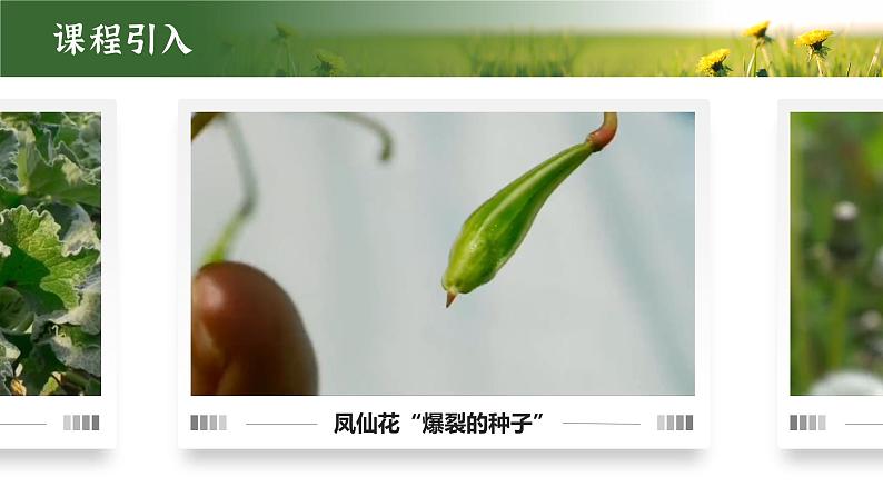 【核心素养目标】3.1.2《种子植物》课件07