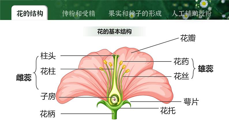 【核心素养目标】3.2.3《开花和结果》课件08