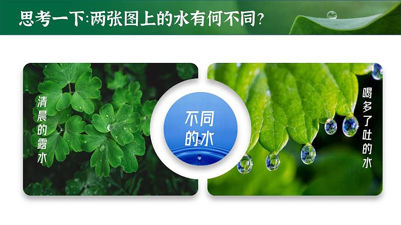 【核心素养目标】3.3《绿色植物与生物圈的水循环》课件02