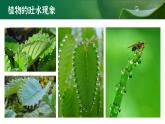 【核心素养目标】3.3《绿色植物与生物圈的水循环》课件