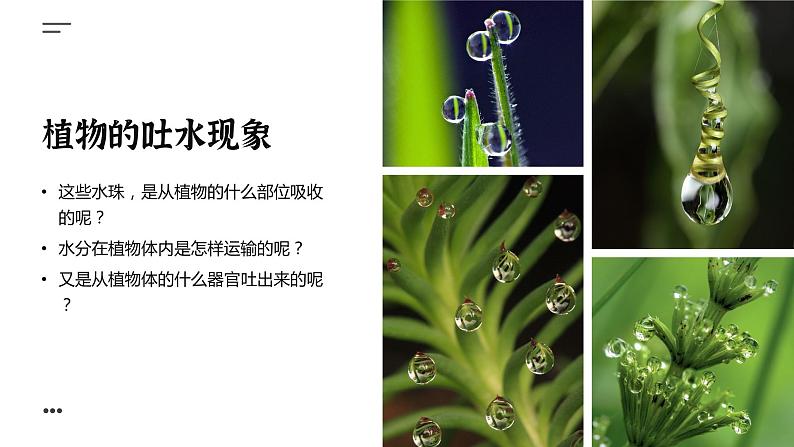 【核心素养目标】3.3《绿色植物与生物圈的水循环》课件04