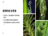 【核心素养目标】3.3《绿色植物与生物圈的水循环》课件