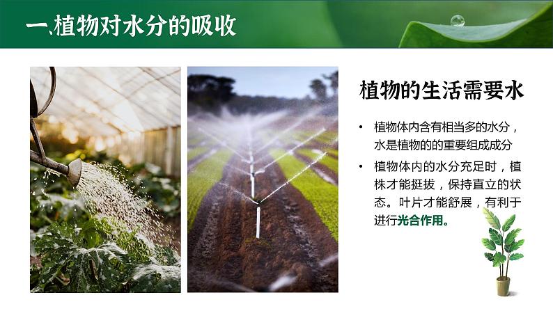 【核心素养目标】3.3《绿色植物与生物圈的水循环》课件07