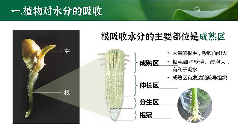 【核心素养目标】3.3《绿色植物与生物圈的水循环》课件08