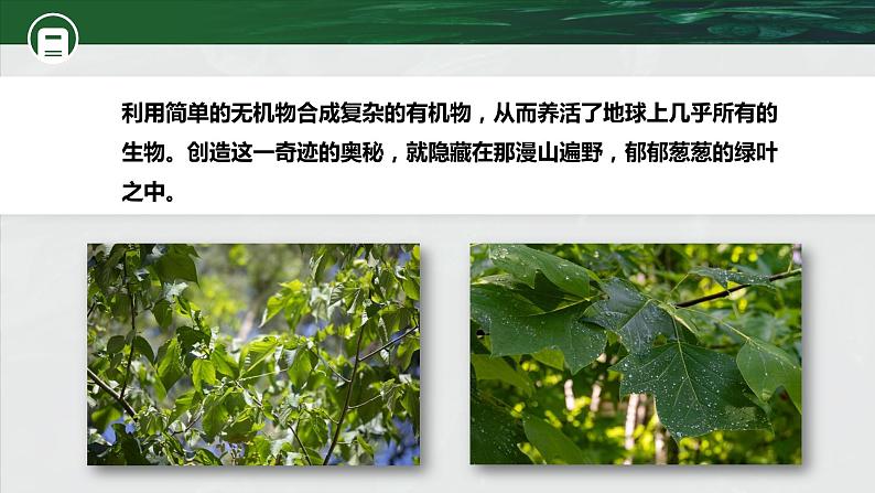 【核心素养目标】3.4《绿色植物是生物圈中有机物的制造者》课件04