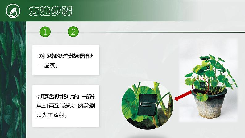 【核心素养目标】3.4《绿色植物是生物圈中有机物的制造者》课件06