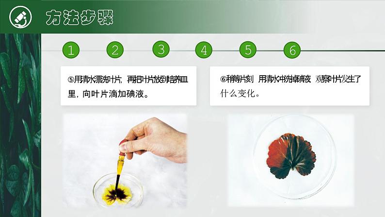 【核心素养目标】3.4《绿色植物是生物圈中有机物的制造者》课件08