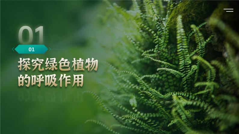 【核心素养目标】3.5.2《绿色植物的呼吸作用》课件06