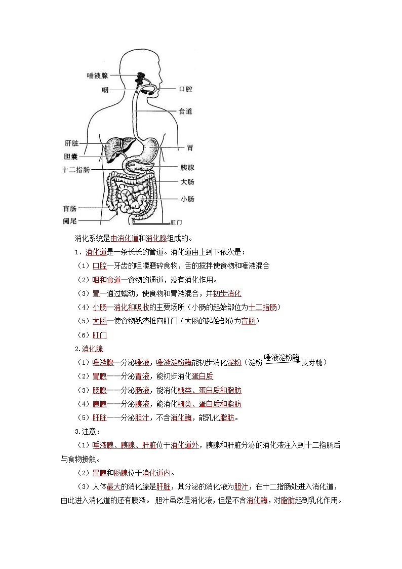 中考生物一轮复习知识点梳理考点 人体的营养03