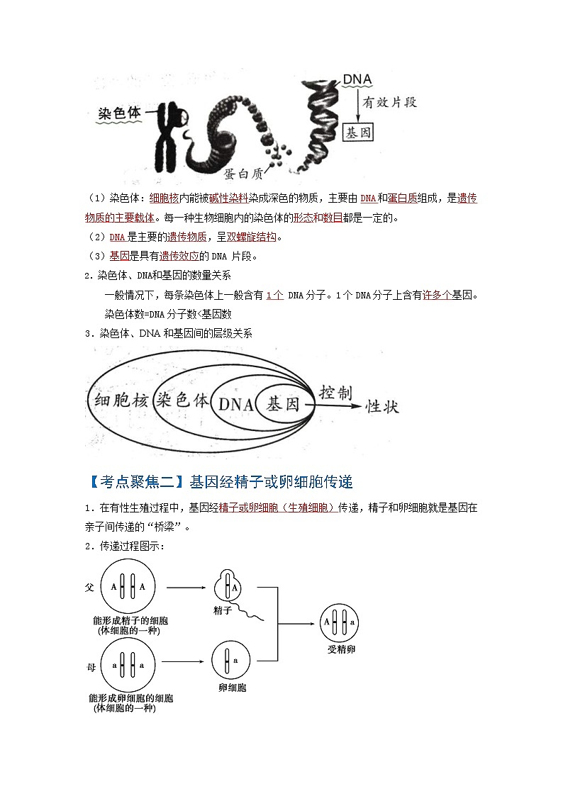 中考生物一轮复习知识点梳理考点 生物的遗传与变异第2页