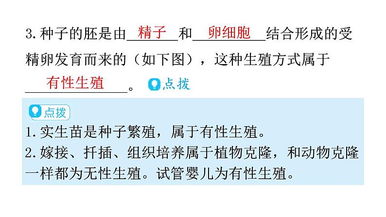 人教版八年级生物下册第七单元第一章第一节植物的生殖教学课件06