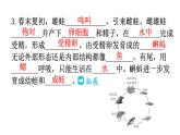 人教版八年级生物下册第七单元第一章第三节两栖动物的生殖和发育教学课件