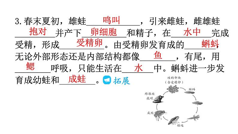 人教版八年级生物下册第七单元第一章第三节两栖动物的生殖和发育教学课件05