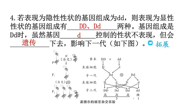 人教版八年级生物下册第七单元第二章第三节基因的显性和隐性教学课件第7页