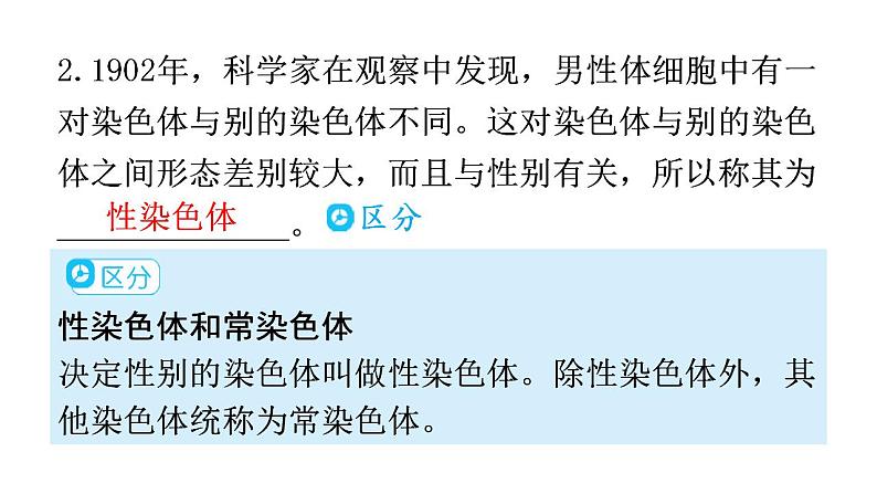 人教版八年级生物下册第七单元第二章第四节人的性别遗传教学课件第6页