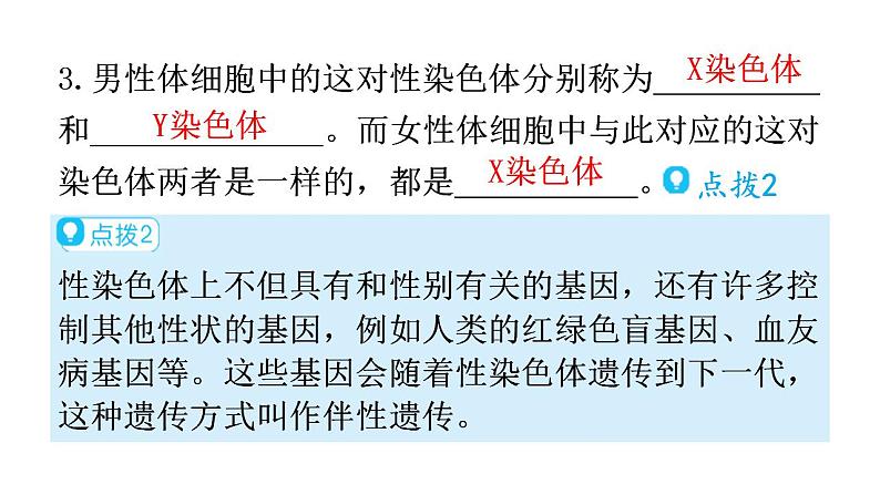 人教版八年级生物下册第七单元第二章第四节人的性别遗传教学课件第7页