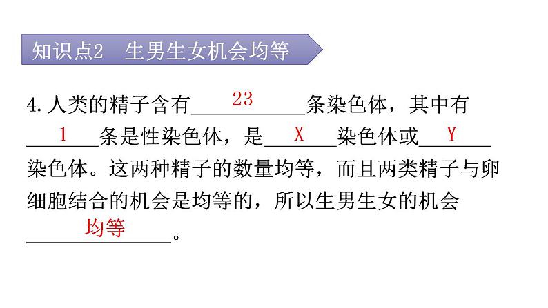 人教版八年级生物下册第七单元第二章第四节人的性别遗传教学课件第8页